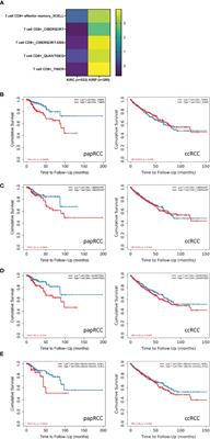 The Identification of a Tumor Infiltration CD8+ T-Cell Gene Signature That Can Potentially Improve the Prognosis and Prediction of Immunization Responses in Papillary Renal Cell Carcinoma